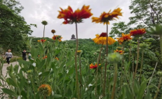 滁州花漾,探寻古韵新风的诗意栖息地